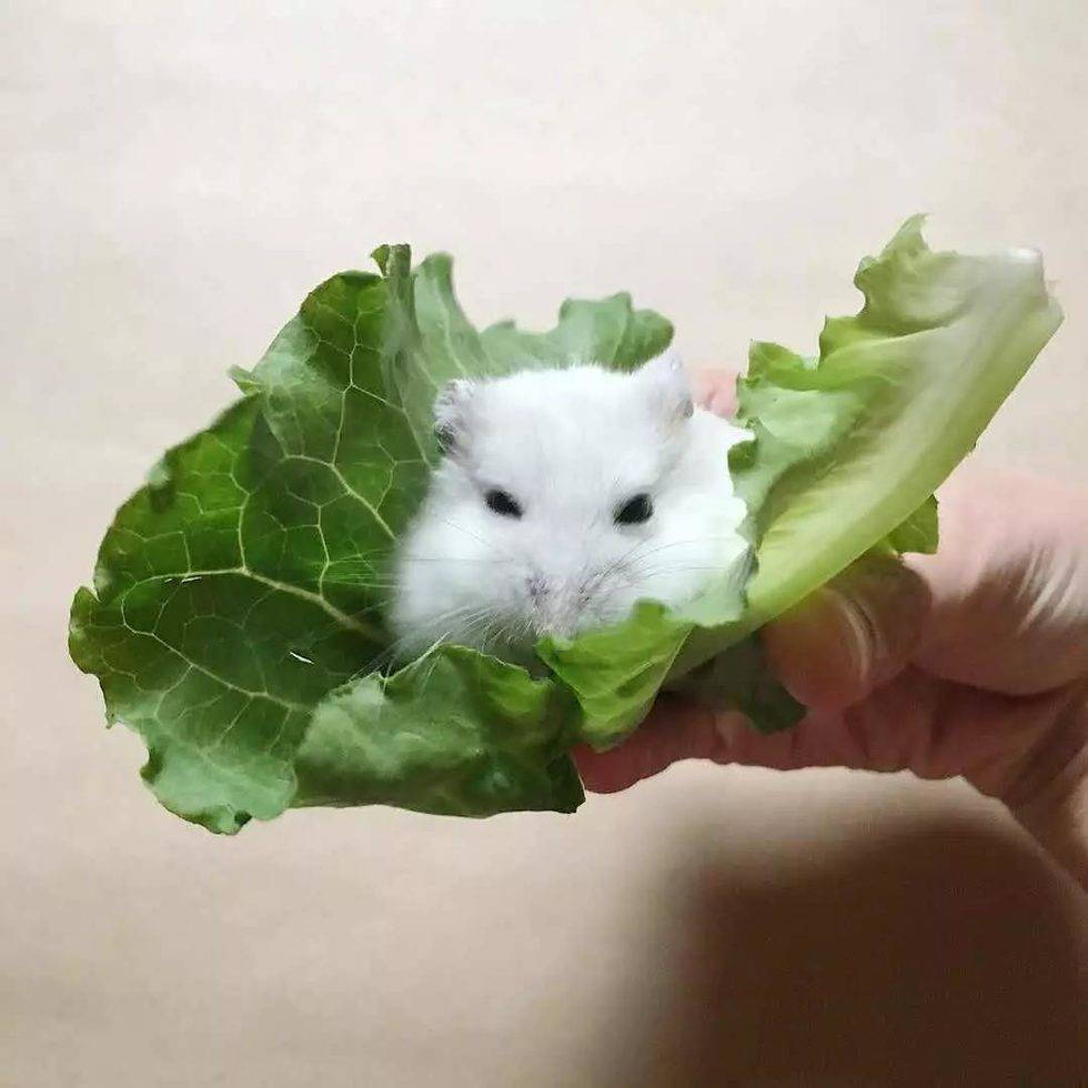 决定了,今天就吃生菜包肉吧!