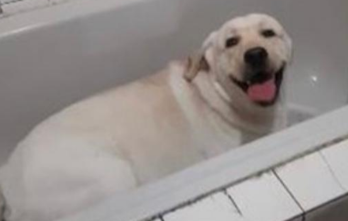 二哈去宠物店洗澡,迫不及待找美女店员要抱抱