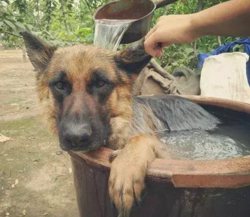 给德牧洗澡小狗高兴得像个两百斤的小孩直至主人往水中投料时微笑逐渐超级变态