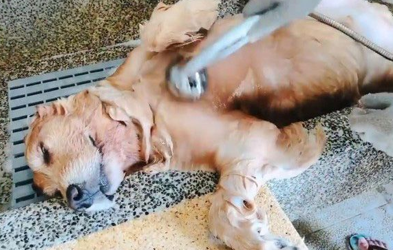 最佳洗澡模范生!喜欢洗澡的狗狗超会享受