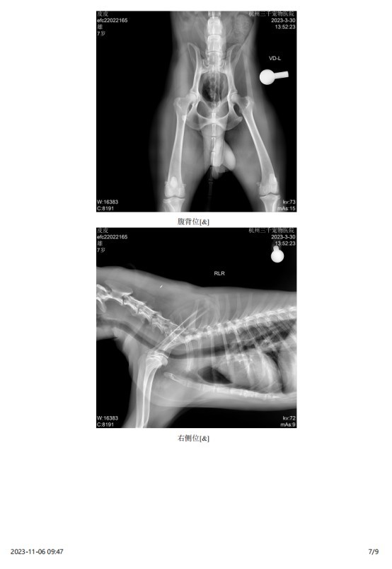 一例犬睾丸肿瘤的诊断与治疗