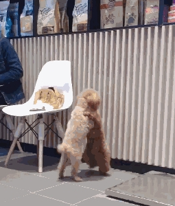 带泰迪去洗澡,一回头就看见两只狗亲上了,这是一见钟情了?