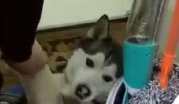 每一次要给家中的哈士奇洗澡时,二哈便会变为这副模样,主人家笑喷