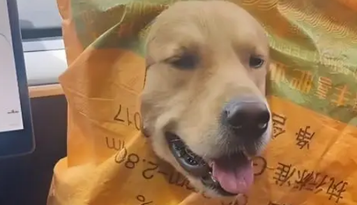 住院主人忘收芝麻，大金毛叼来雨布遮盖！