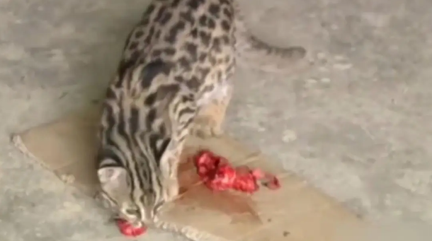 广东老太在山上捡了只小野猫养,养大后人懵了