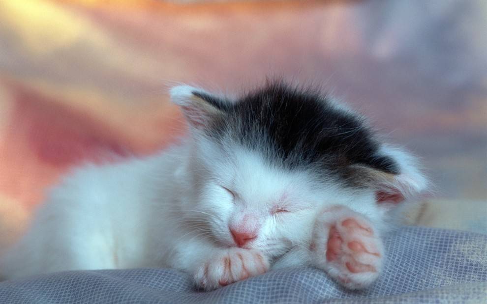 小猫咪,前爪伸出来,托着小脸蛋,闭着大眼睛,眯成一条缝,睡得多安详呀。
