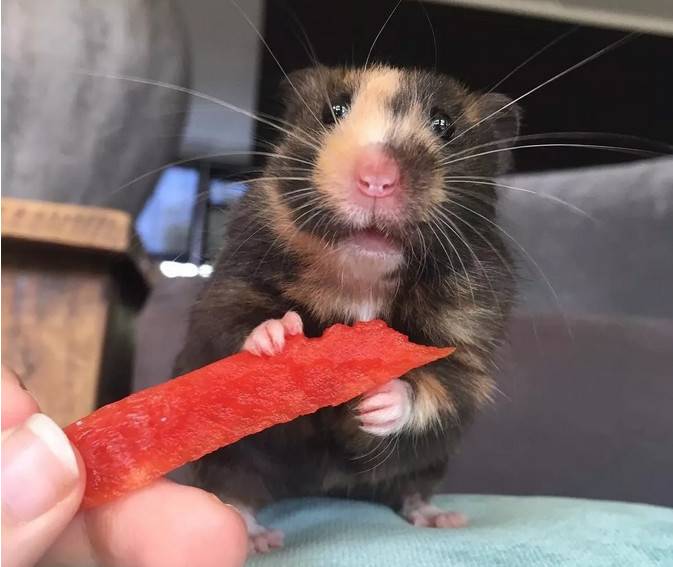 让这只小仓鼠看起来有点丑、又有点萌。