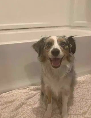 德牧犬反感洗澡的时候屁股湿掉,竟在浴盆里打开大绝技......