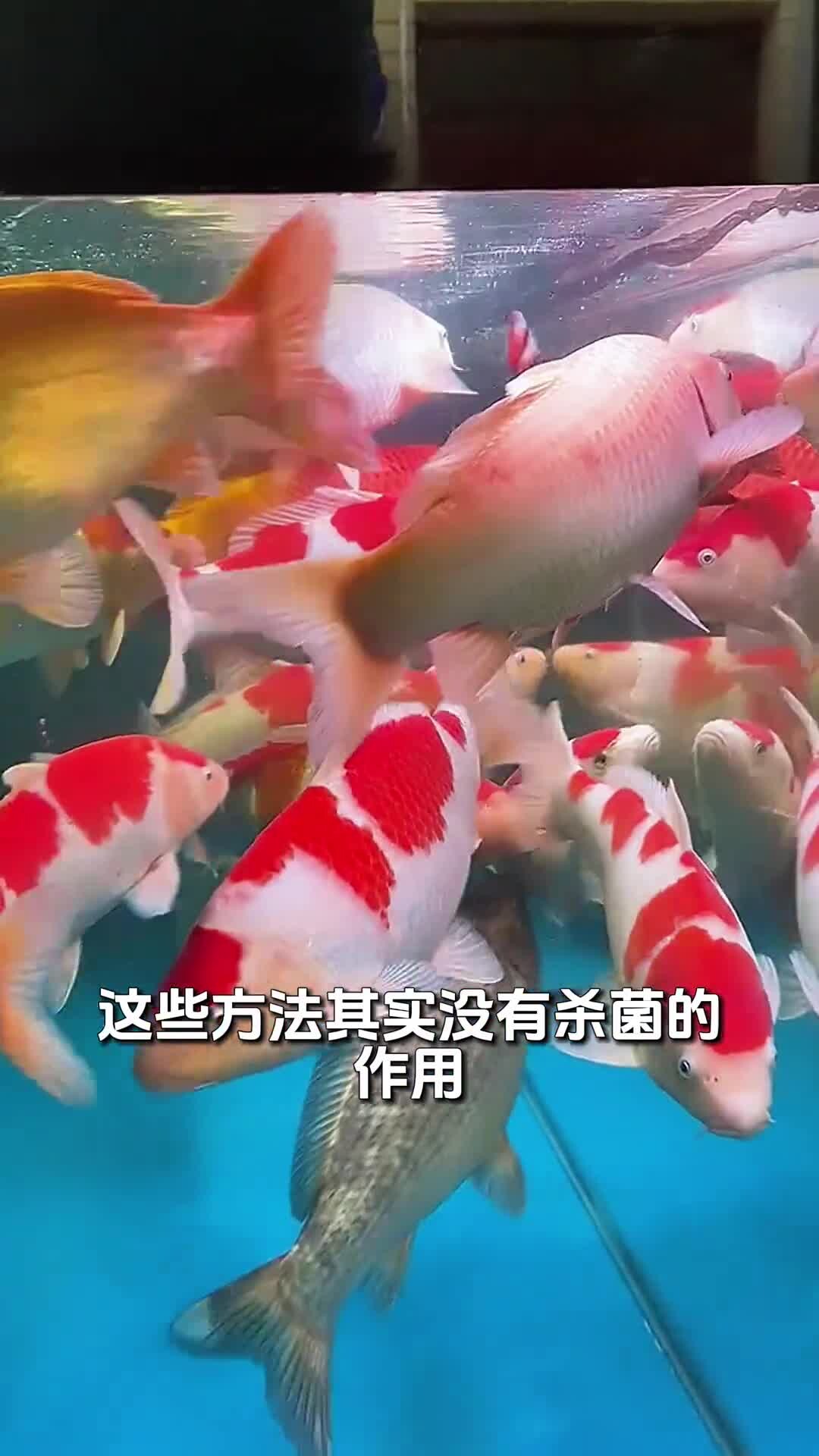 养鱼老三样，换水升温下盐该如何正确使用！