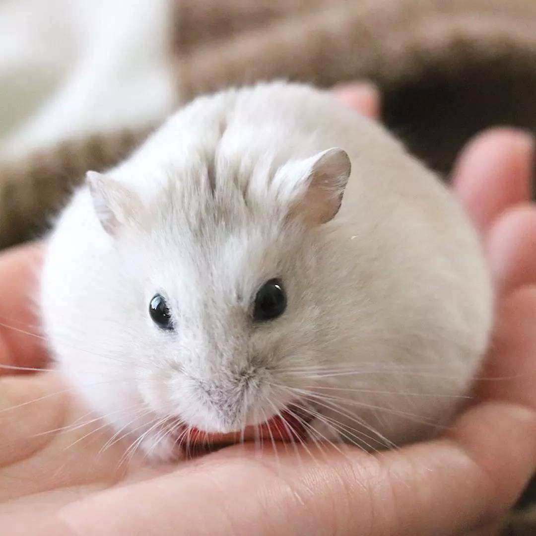 小仓鼠，平时超喜欢吃水果，最爱的就是草莓啦