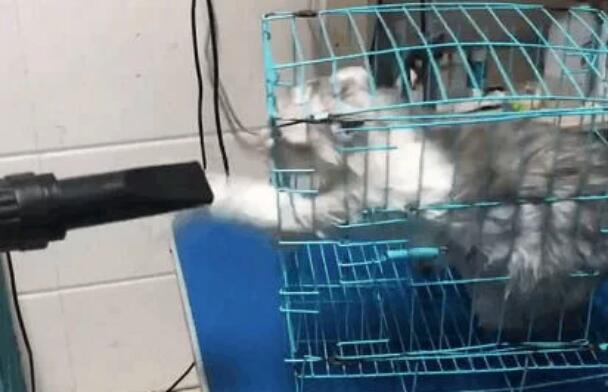 带猫咪去宠物店洗澡, 洗到一半老板郁闷了: 这只猫必须加钱