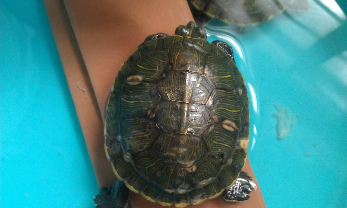 龟龟肠胃炎，成因怎么预防以及治疗方法！