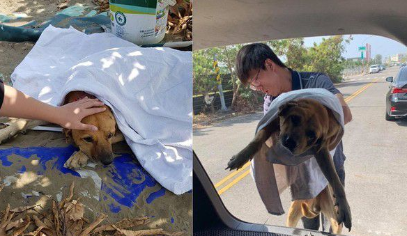 年迈浪犬被收编 狗生第一次洗澡无奈也是最后一次