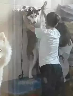 哈士奇洗澡太吵闹,被强摁在墙壁,萨摩耶笑到:被强吻了