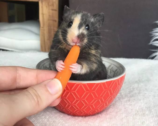 让这只小仓鼠看起来有点丑、又有点萌。