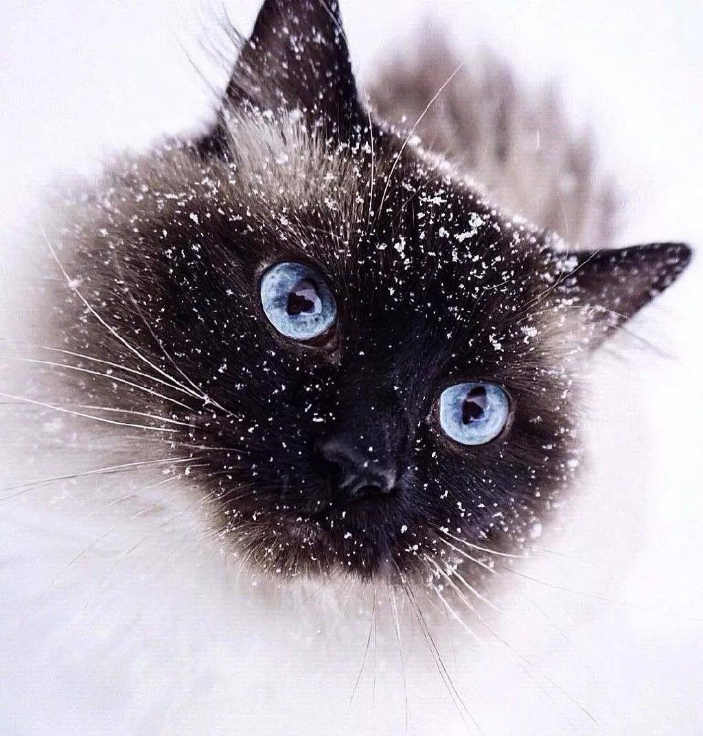 超萌的猫咪,眼里有星辰大海