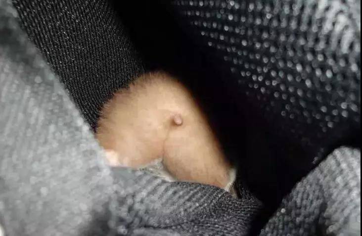 等等，我先拍个照再来倒拔仓鼠~