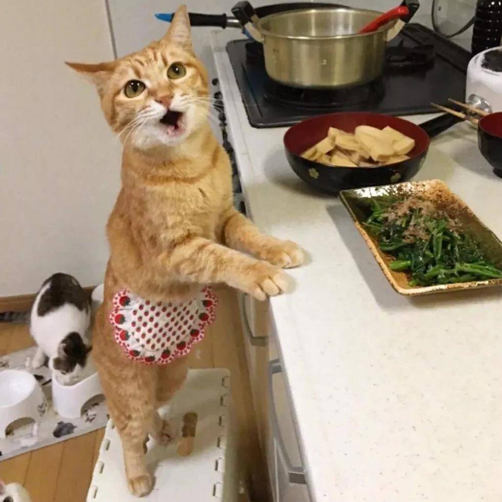 洒家新请的猫咪小保姆,了解一下