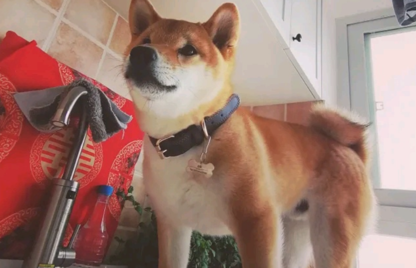 一大早起还要洗澡,柴犬压根就没睡够,結果把主人给吓退了