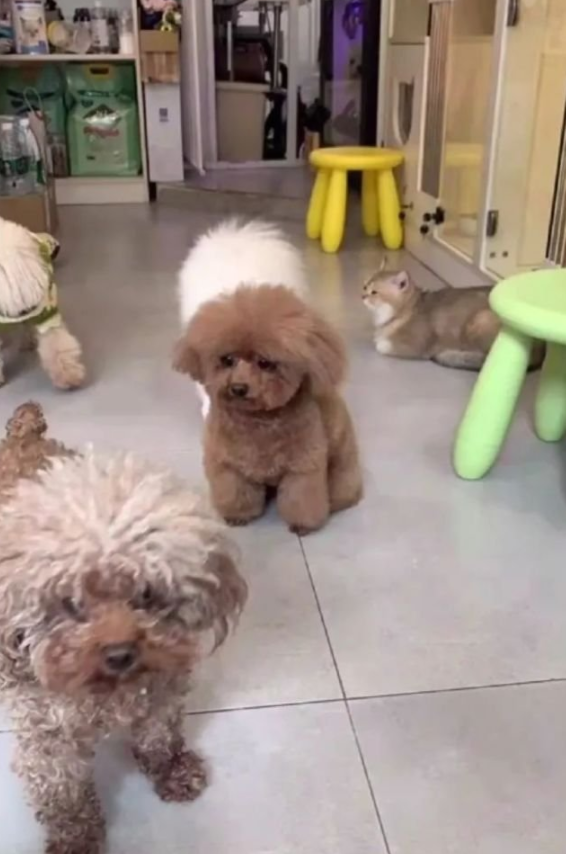 送泰迪去宠物店洗澡,接它时狗子眼泪快出来了:麻麻怎么还不来接我…