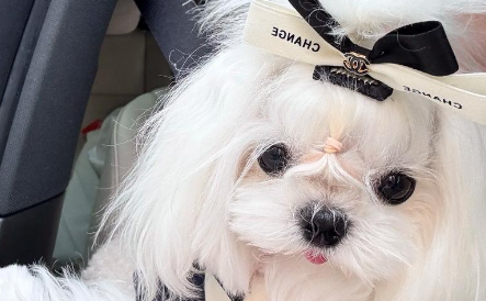 萌宠入镜:宠物写真馆悄然兴起,有店铺定制写真超万元