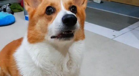 爸爸说要洗澡柯基翻脸大吵 马麻一出动秒答应