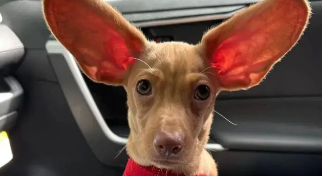 网友领养了一只串串狗，养了一段时间后傻眼