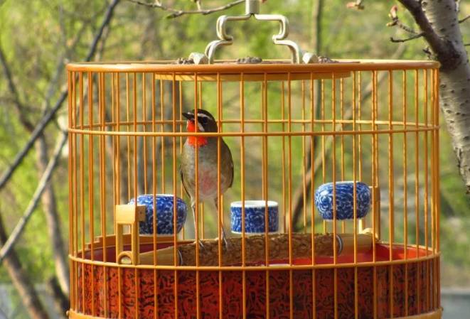 天气晴好 遛遛鸟