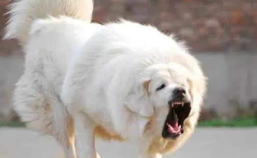 好心人救活一只流浪狗 洗澡后价值千万