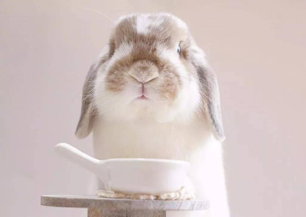 肉乎乎的小脑瓜兔子,超级萌了!