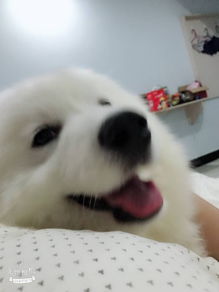 五十斤重的大胖纸一枚