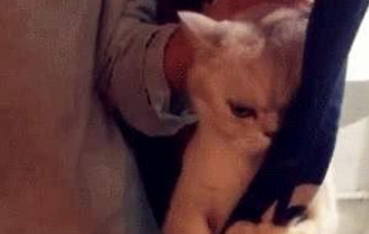 喵星人为躲避洗澡居然这样做, 主人哭笑不得, 网友: 求生欲好强