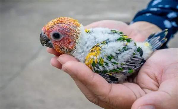 鹦鹉幼鸟饲养要注意些什么?怎么养好一只鹦鹉幼鸟