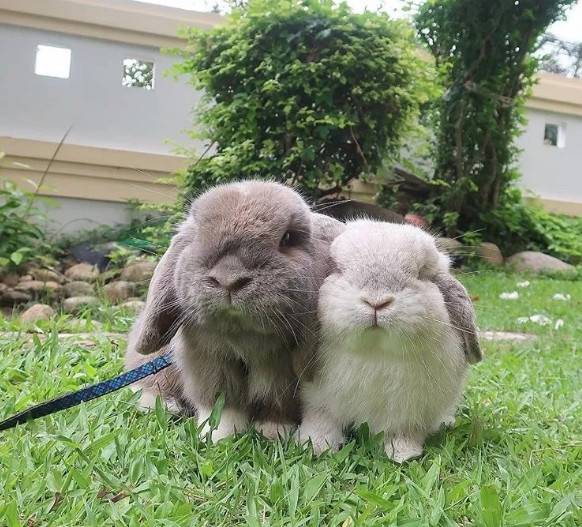 可爱加倍!两只垂耳兔形影不离的两只兔~