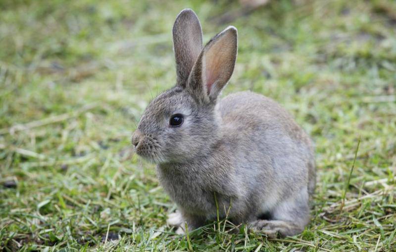 兔子腿断了会自愈吗