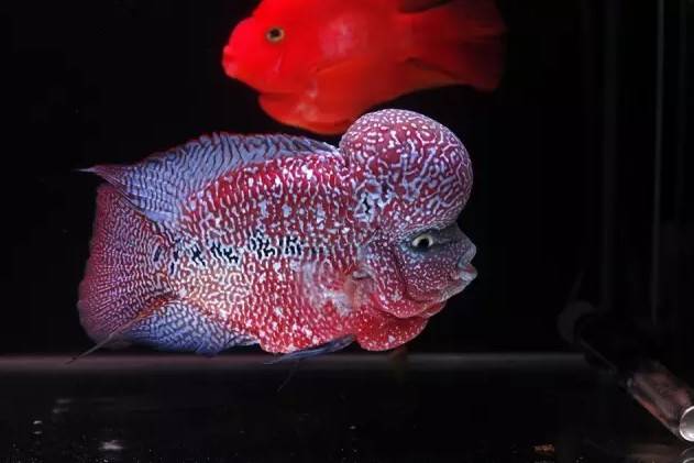 鱼友分享极品的金花罗汉鱼图