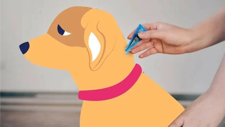 宠物最常见的 5 种由蜱虫引起的疾病