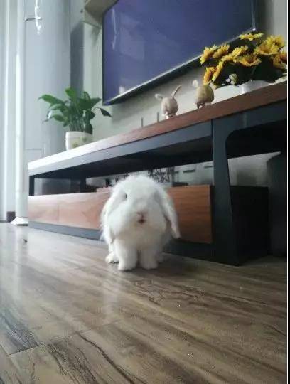 哇哇:垂耳兔怎么这么可爱被萌得惊呆了