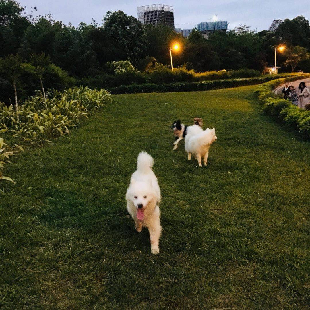 一下班就是萨摩耶犬活动时间