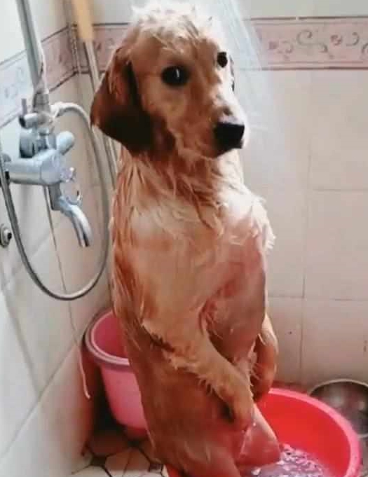 金毛在浴室洗澡,主人接电话忘记这茬,想起后跑过去看到眼前这幕