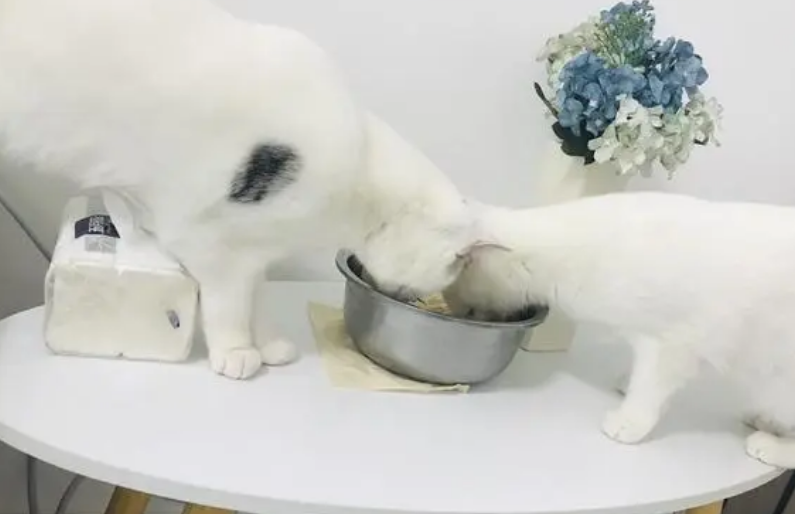 网友养了一只猫,偷吃零食被主人发现后,做出了这举动!