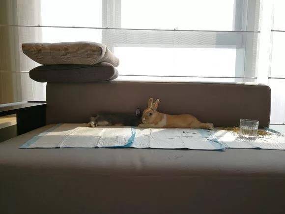 兔子会啃尿布,然后尿在沙发上弄得一塌糊涂。。。还是要看每个兔兔脾气的,我家小祖宗只能外带包,加抱在怀里