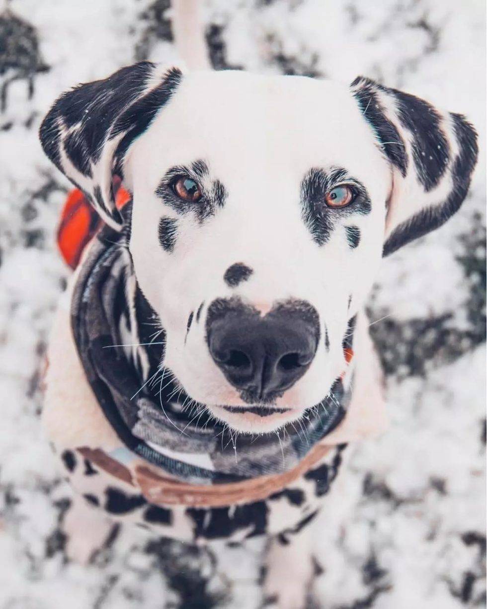 一只鼻头有爱心的汪星人,萌感爆棚