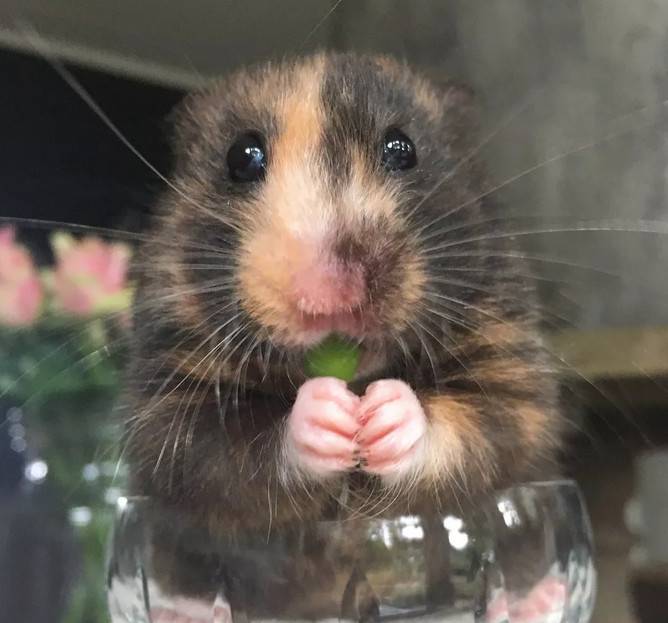 让这只小仓鼠看起来有点丑、又有点萌。