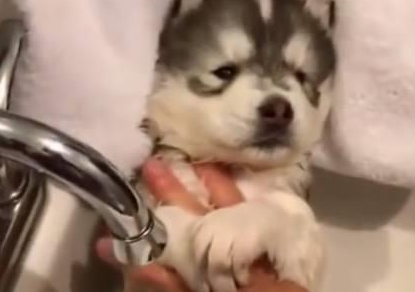 小哈士奇被主人抱去洗澡，眼神里全是惊恐：能不能过两天再洗？