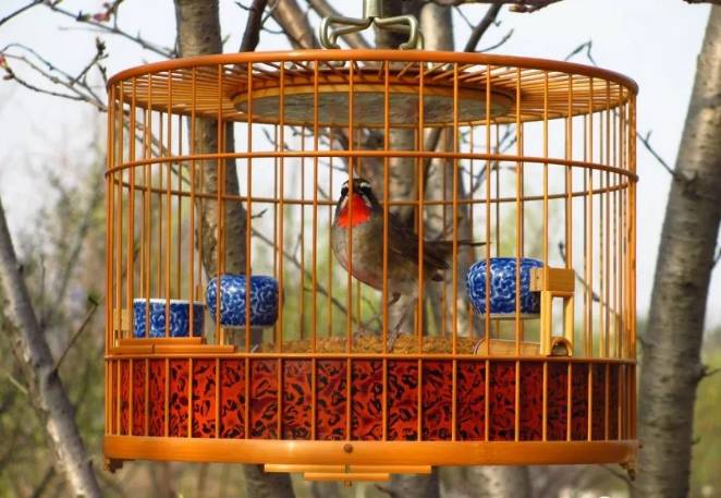 天气晴好 遛遛鸟
