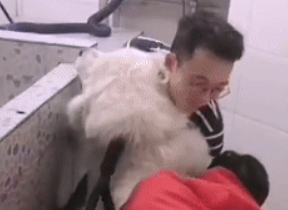 博美和大白熊洗澡的区别,对比简直太惨烈