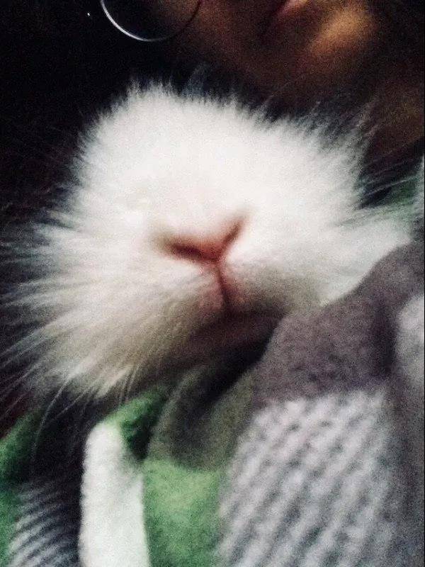 虽然不是什么名贵的纯种、但我依然爱他