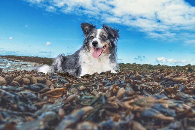 蓝天海岸萌犬狗狗图片