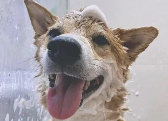 小伙对决4只柴犬,洗洗澡,淋浴室称得上“竞技场”,场景极度混乱!